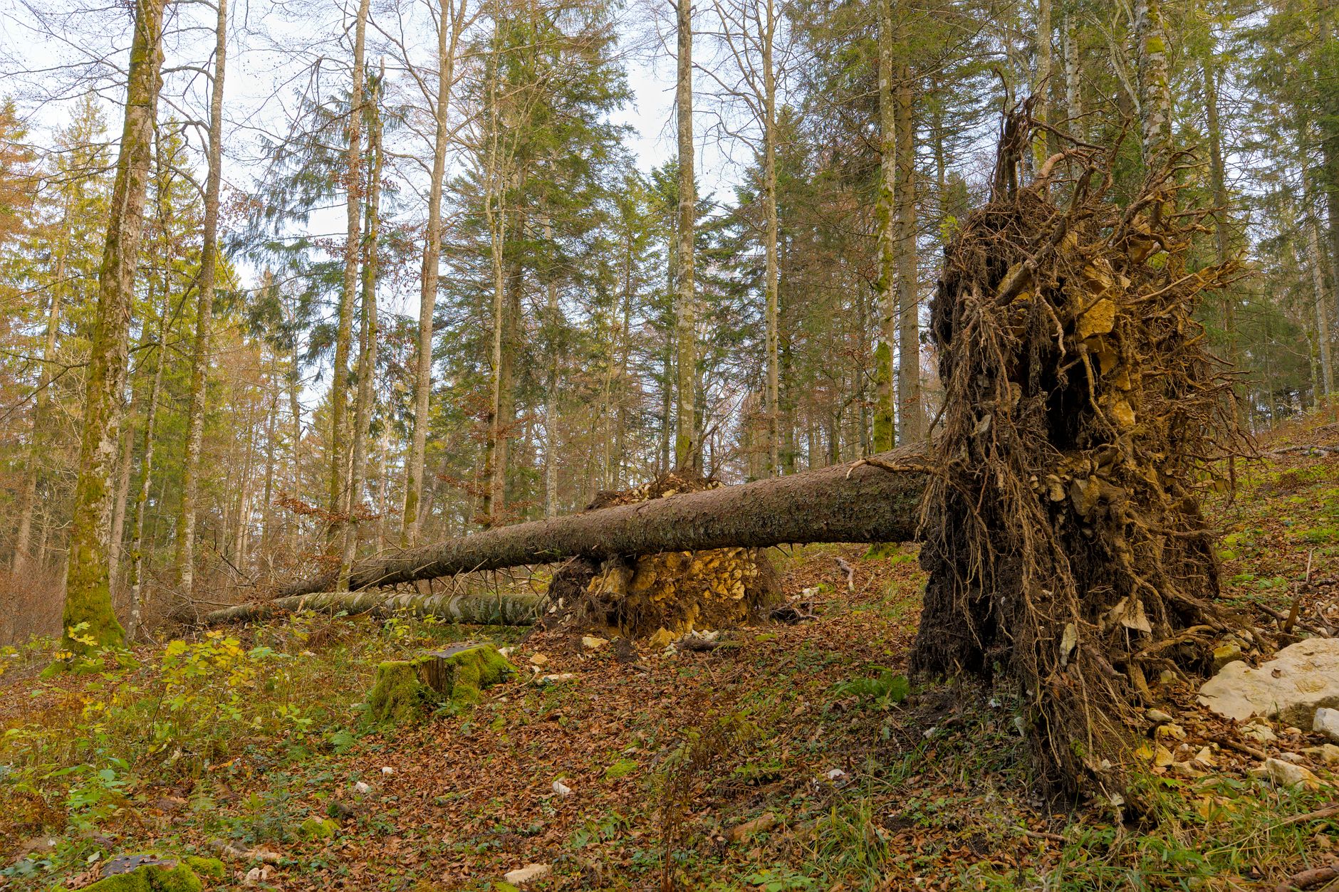 Enlèvement arbre urgence équipe à Neuilly-sur-Seine